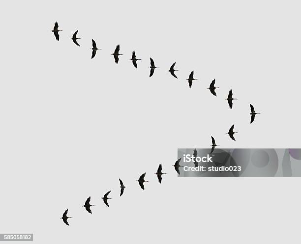 Flock Of Birds Stock Photo - Download Image Now - Birds Flying in V-Formation, Goose - Bird, Herd