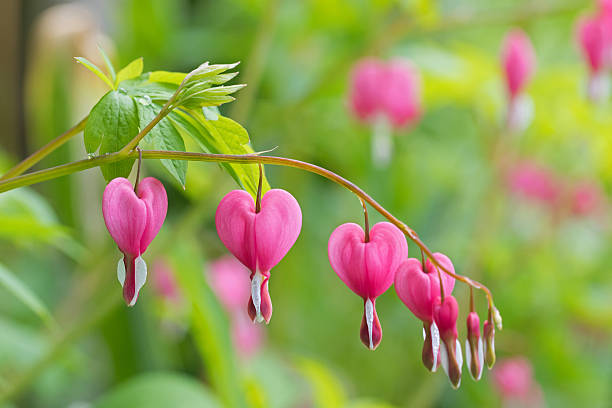 herzförmige blutende herzblume in rosa und weißer farbe - flammende herzen stock-fotos und bilder