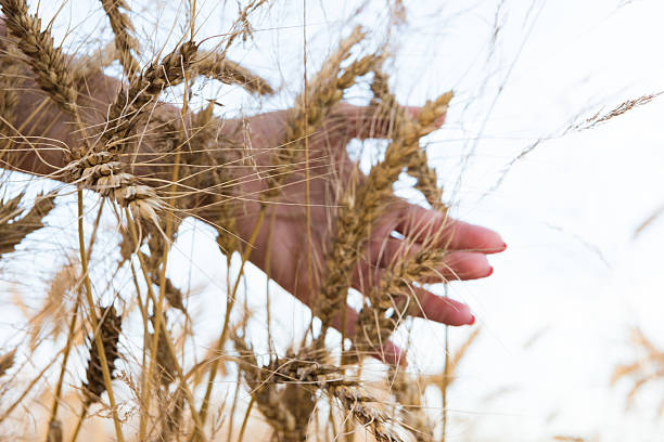 istock wheat field on a sunny day 585059300