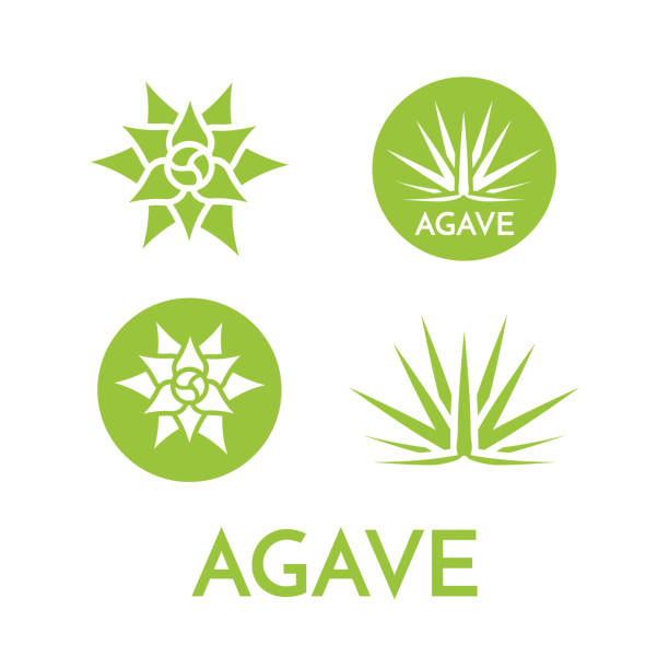 Agave plant green flower logo colorful vector illustration Agave plant green flower logo colorful vector illustration, symbol set agave plant stock illustrations