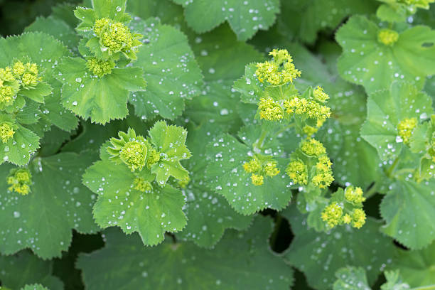Lady's mantle leaves, yellow flower buds with drops of water stock photo