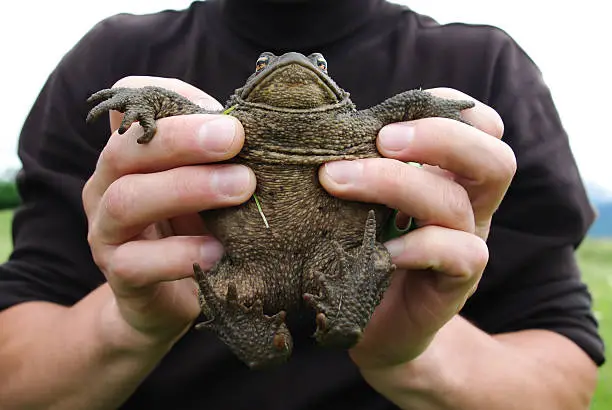 Man holding a frog in his hands during the day