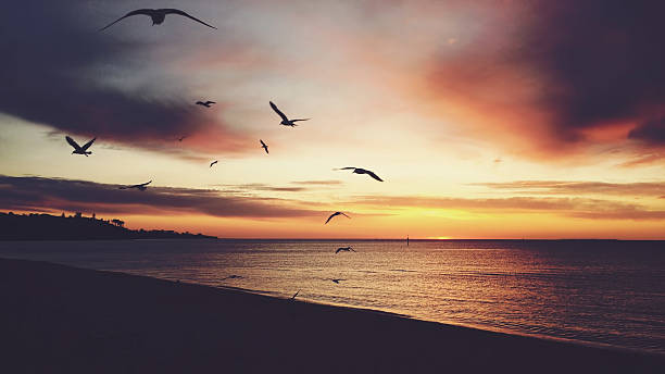 istock Vintage sunset on a beach with seagulls 585062218