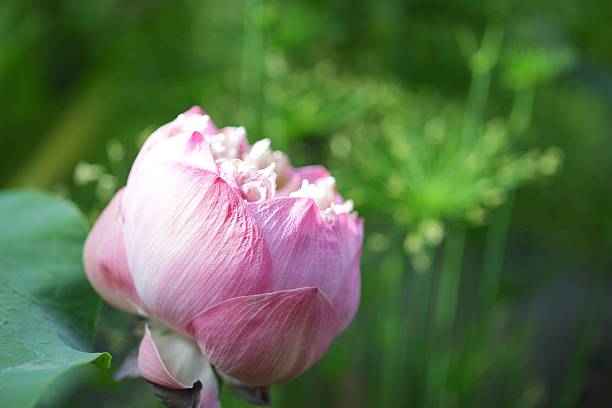 istock Pink Lotus flower 585062656