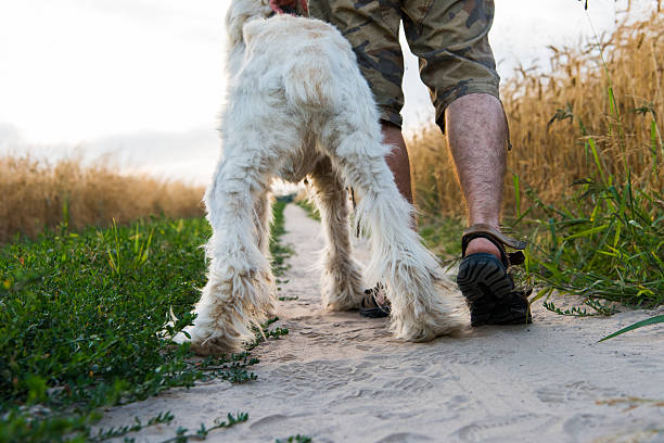 istock summer day, a man walking with a dog 585062704