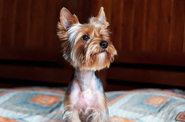 istock yorkshire terrier puppy 585064160