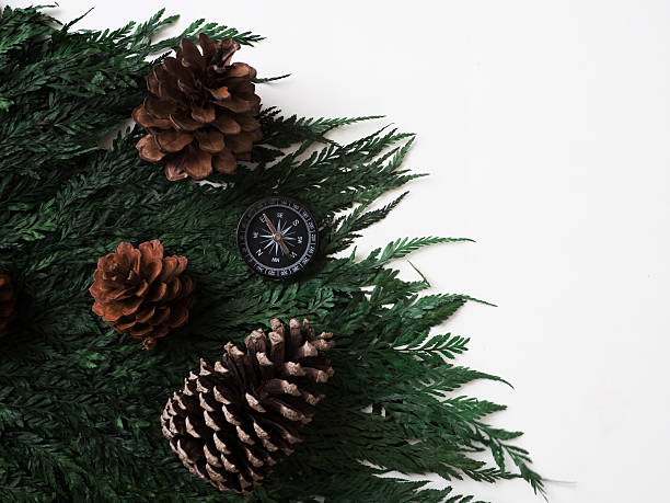 istock compass and pine cones on green leaf background  travel journey 585064262
