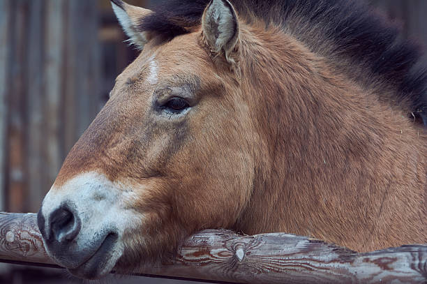 istock Przewalski horse 585064746