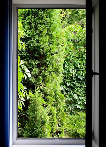istock View of garden through a window 585066218