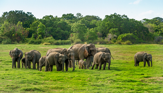 Asian elephant, elephas maximus maximus.  Sri Lanka