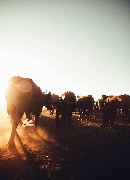 du bétail faisant exploser de la poussière sur des terres agricoles rurales au coucher du soleil - western culture flash photos et images de collection