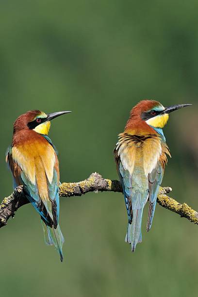 istock Eurpean Bee-Eaters (Merops apiaster) 585070764