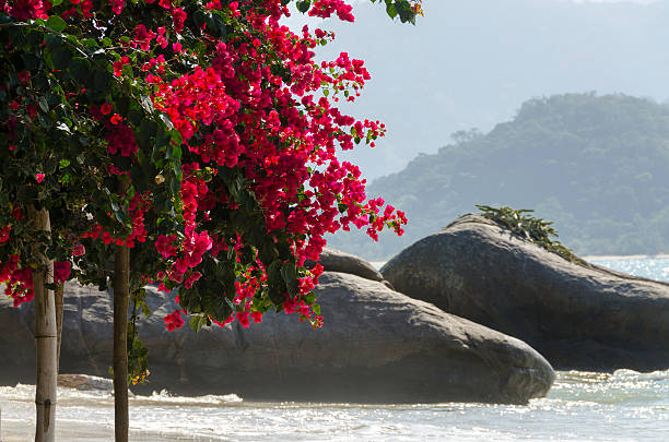 istock flowers on island of bald 585070816