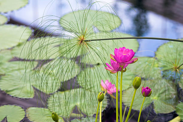 Flowers of a water lily (Nymphaea carpentiariae \