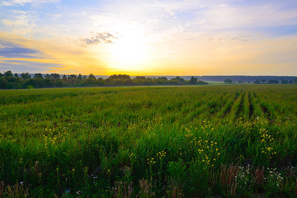 istock Grass and wild flowers at sunrise 585071522