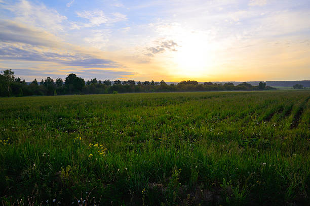 istock Grass and wild flowers at sunrise 585071600