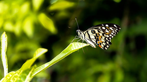 istock Motion of Butterfly 585071670