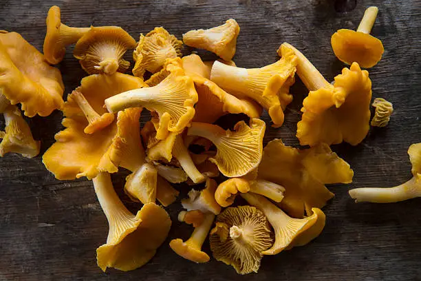 many cleaned chanterelles on dark wooden plank.