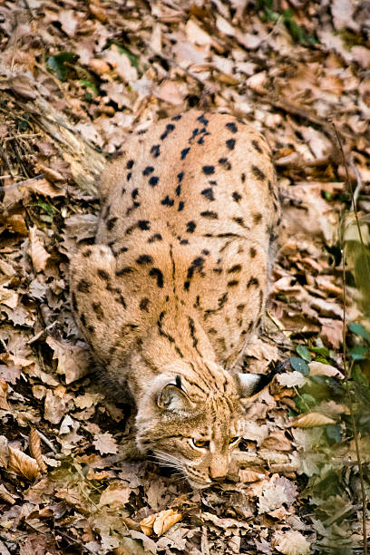 Lince ibérico en total libertad en el Parque de Doñana