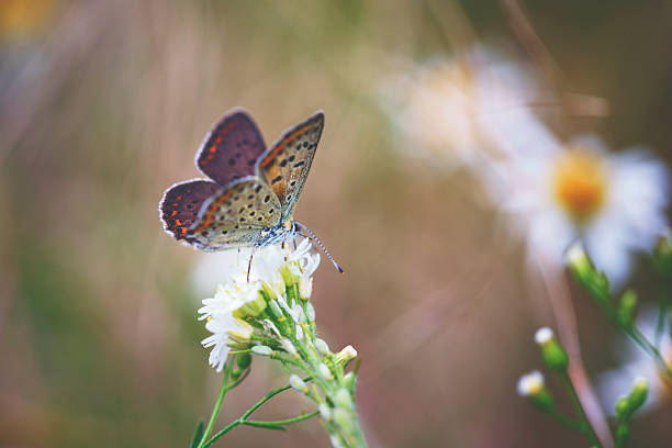 Colourful little female butterfly (Common blue)