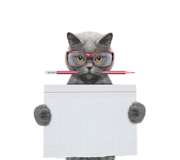 Cat studend at school holding piece of paper stock photo