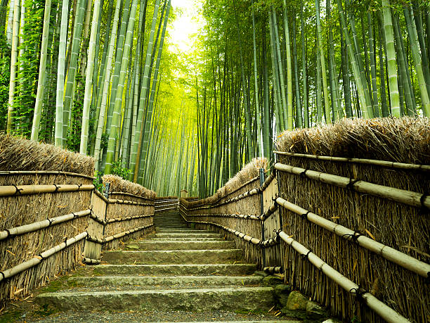 istock Forest Bamboo in Sagano, Kyoto 585072188