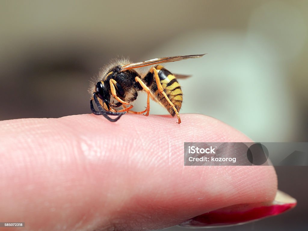 Avispa de insectos en un dedo femenino. macro - Foto de stock de Alergia libre de derechos