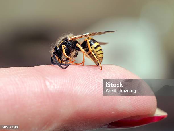 Avispa De Insectos En Un Dedo Femenino Macro Foto de stock y más banco de imágenes de Alergia - Alergia, Alergia a alimentos, Alimentos con una mordida