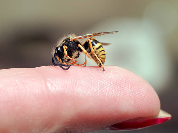 istock Insect wasp on a female finger. macro 585072318