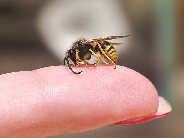 istock Insect wasp on a female finger. macro 585072352