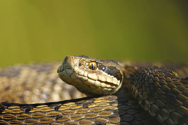 istock macro portrait of vipera ursinii 585072380