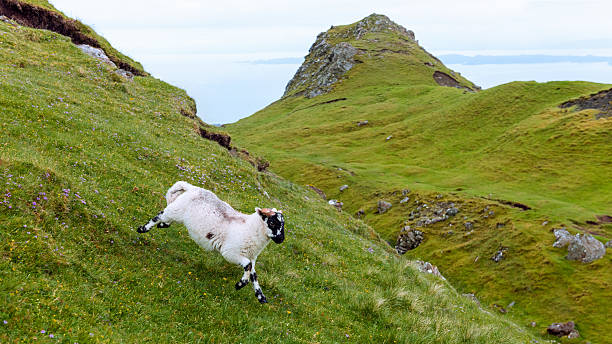 istock Lamb in scottish countryside 585072876