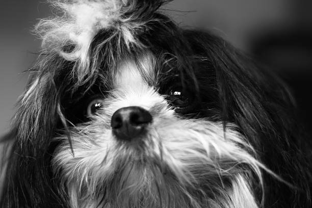 istock close up Cute Puppy 585073376