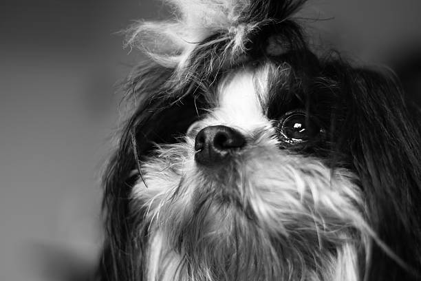 istock close up Cute Puppy 585073440