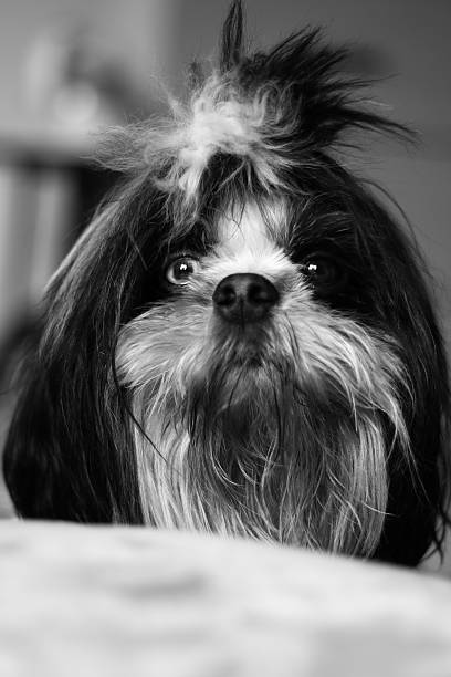 istock close up Cute Puppy 585073554