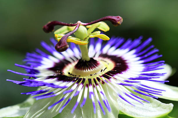 istock The passion flower is native to South America 585073750