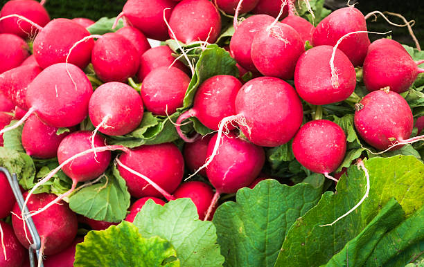 свежие radishes - radish bunch red vegetable стоковые фото и изображения