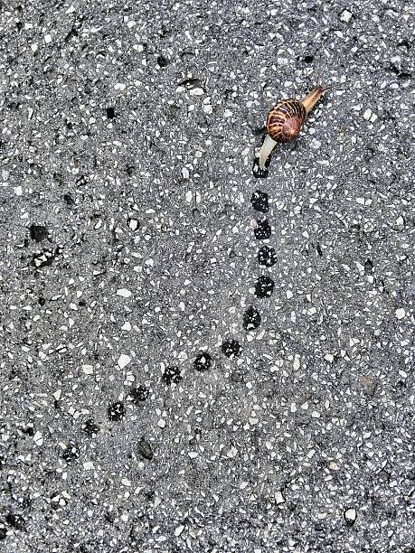 Above view on a land Snail moving and leaving slime traces after a rainy summer day 