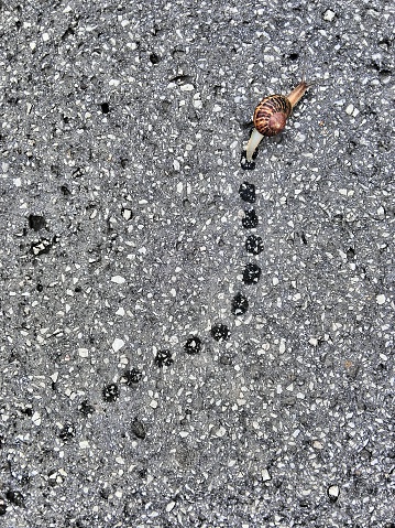Above view on a land Snail moving and leaving slime traces after a rainy summer day 