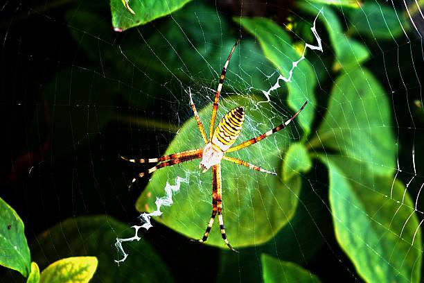 istock spider in the morning 585074804