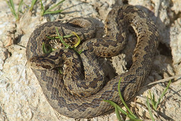 istock male meadow adder in natural habitat 585075132