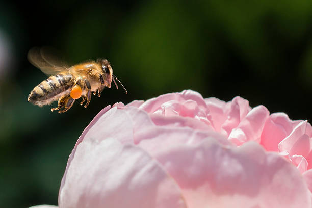 close-up de uma abelha voando ao lado de uma flor de rosa - awe fly flower pollen - fotografias e filmes do acervo