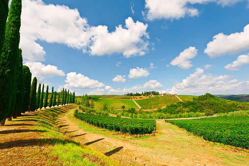 Hill of Tuscany with Vineyards and Cypress Alley