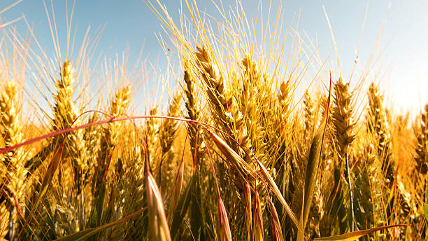 istock Golden cornfield on a summer day 585075816