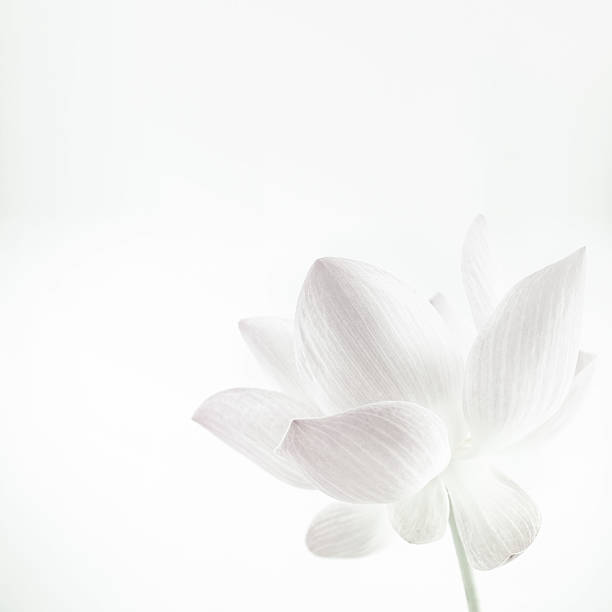 lotus en color suave y estilo de desenfoque para el fondo - lily white flower single flower fotografías e imágenes de stock