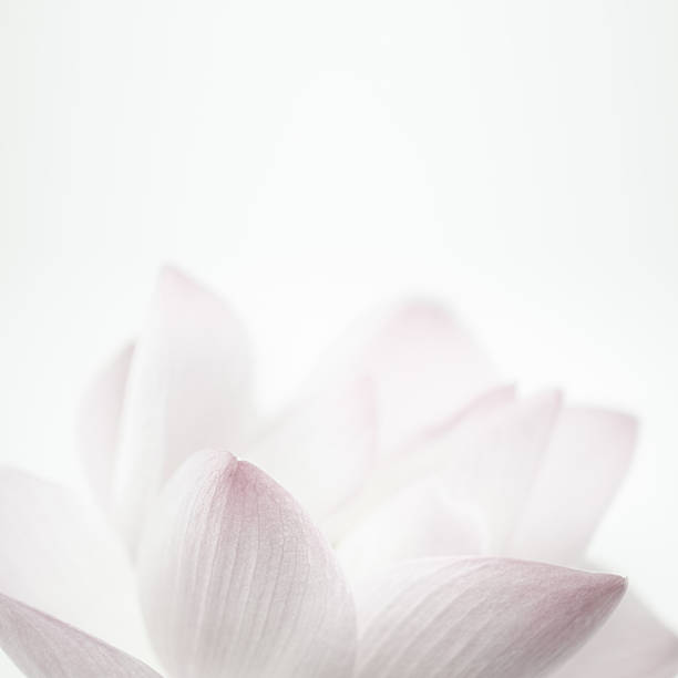istock pink lotus in soft color and blur style for background 585076000