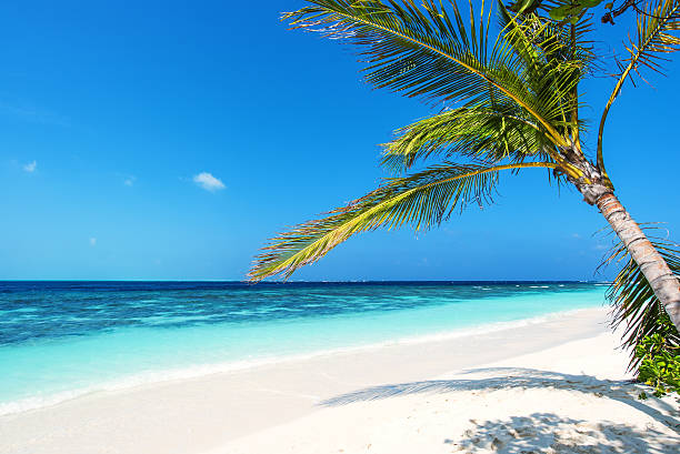 istock Beautiful tropical paradise beach 585077330