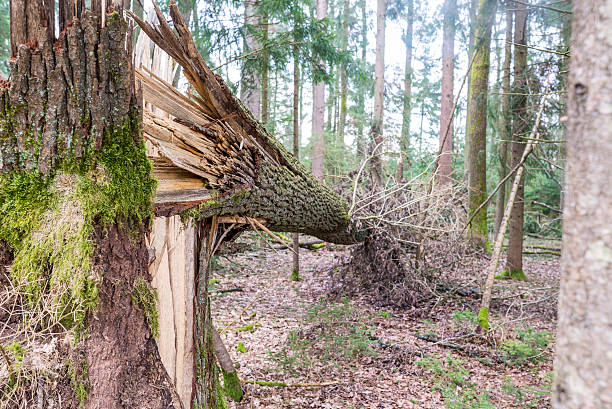 istock Forest tree felled in a storm 585077428