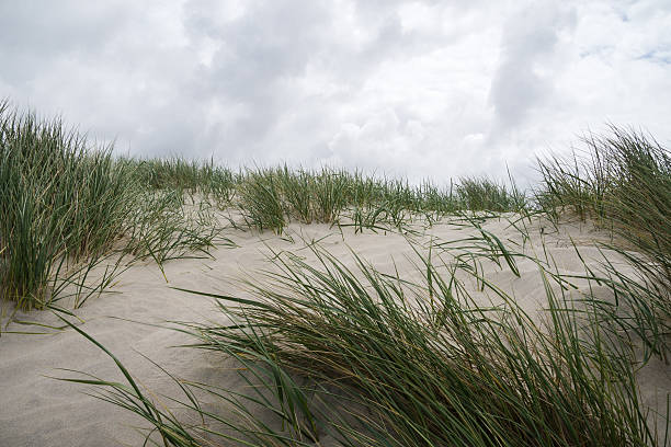 istock Dunes At Kampen Beach / Sylt 585078256