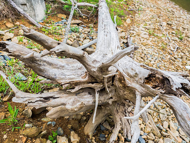 istock Driftwood on the beach 585078602